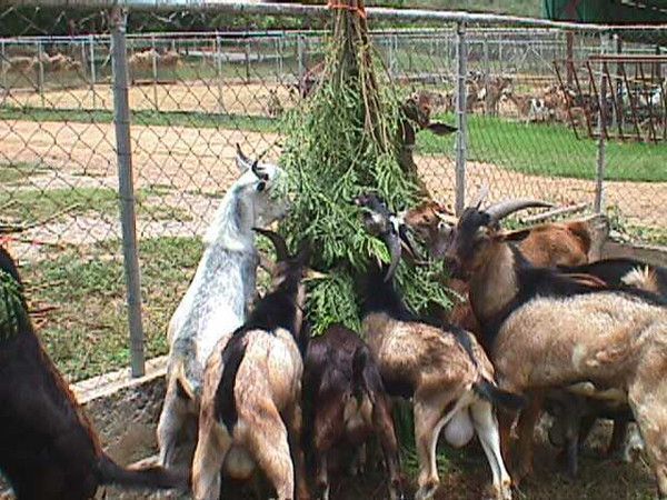 900 chèvres en péril