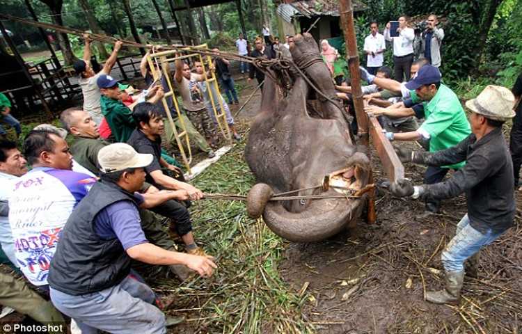 yani-elefante-zoo-indonesia.jpg
